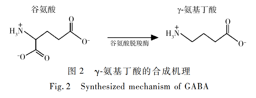 圖 ２ γ氨基丁酸的合成機(jī)理 Ｆｉｇ